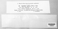 Epichloe typhina image